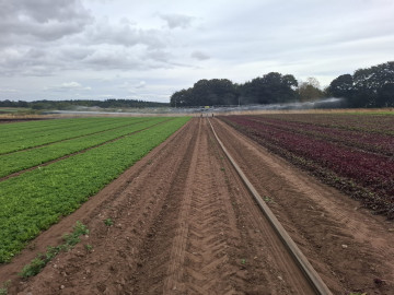 HMB50 Lettuce