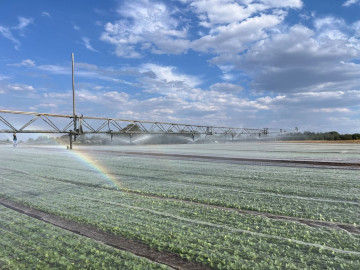 HMB50 netted lettuce